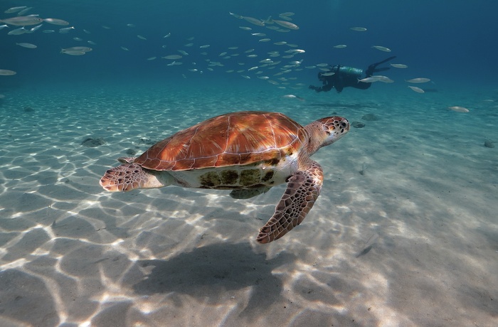 Snorkle med skildpadder ved Akumal på Yucatán-halvøen - Mexico