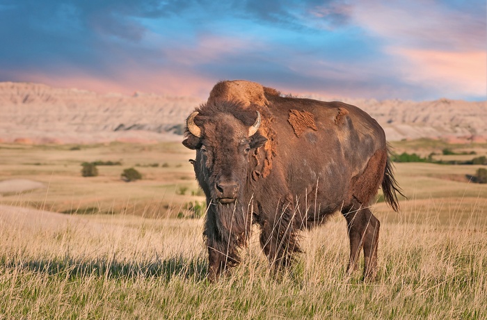 Kæmpe bison i Badlands National Park, South Dakota i USA