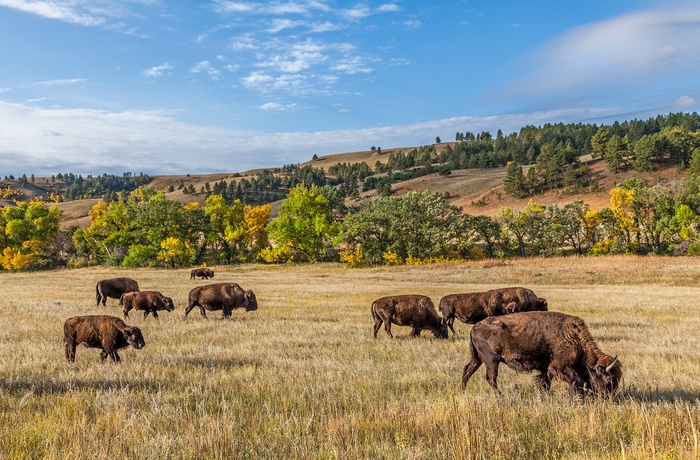 Bisoner i Custer State Park, South Dakota i USA