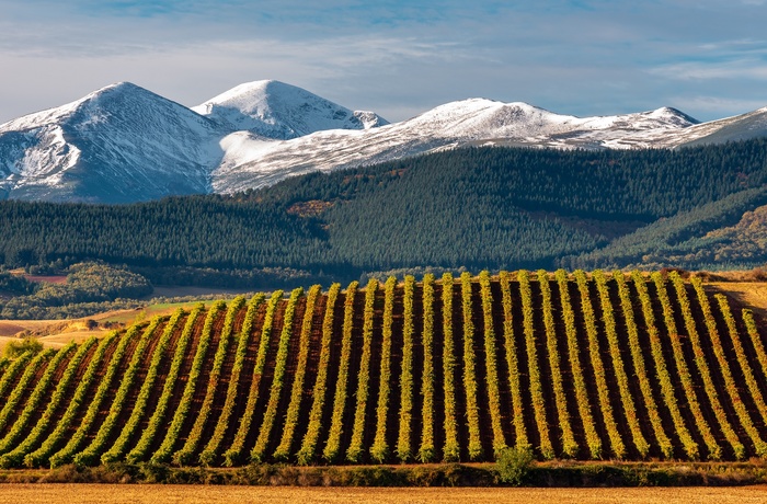 Spanien, La Rioja - vinmarker med San Lorenzo bjergene i baggrunden