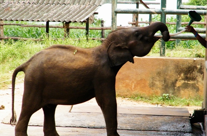 Fodring på Elephant Transit Home i Udawalawe nationalpark i Sri Lanka
