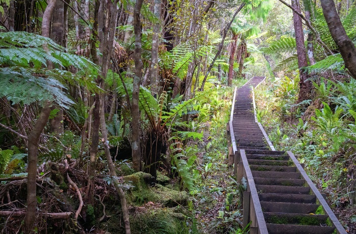Rakiura Track i Rakiura Nationalpark på Stewart Island - New Zealand