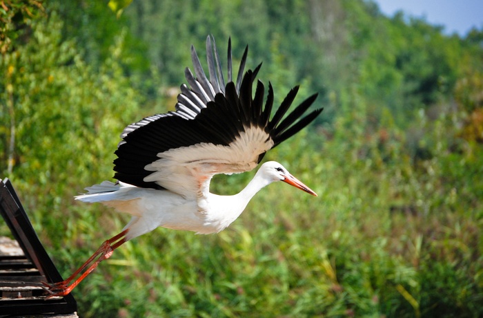 Fuldvoksen stork