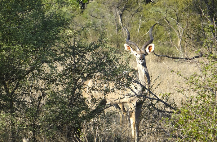 Kudu i Sydafrika