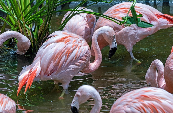 Flamingoer i Sunken Gardens, St. Petersburg i Florida