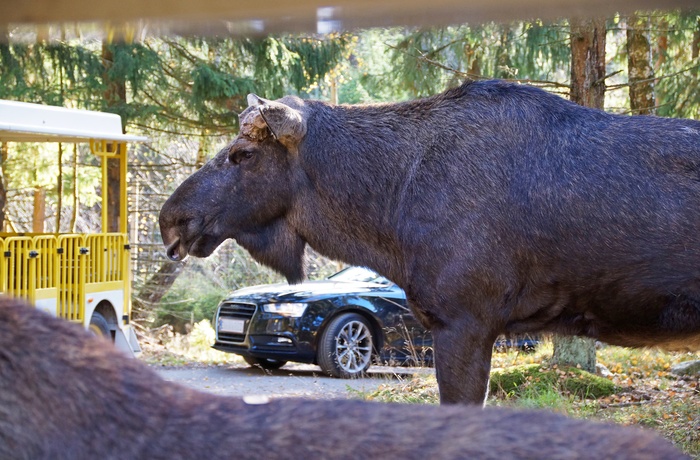 Smålandet Elg safaripark i Markaryd, Sverige