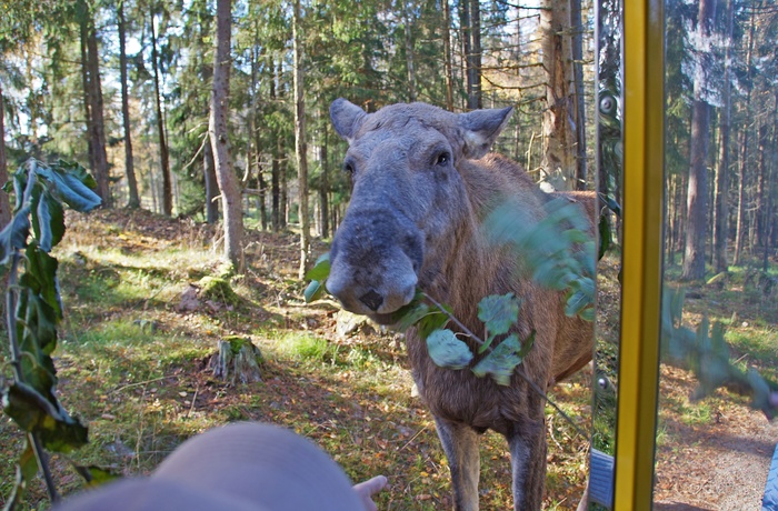Smålandet Elg safaripark i Markaryd, Sverige