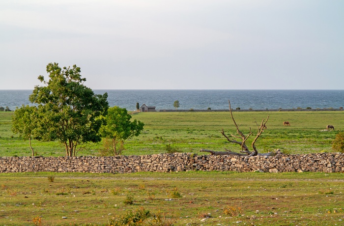 Stenhegn på Fårö, Gotland i Sydsverige