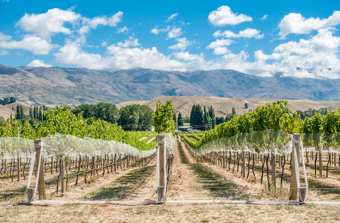 Vinområdet Central Otago på Sydøen - New Zealand