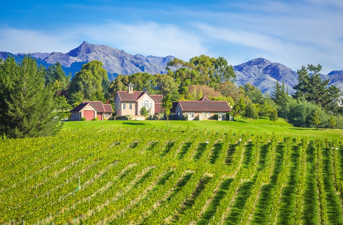 Vingård i vinregionen Marlborough nær Blenheim på Sydøen - New Zealand