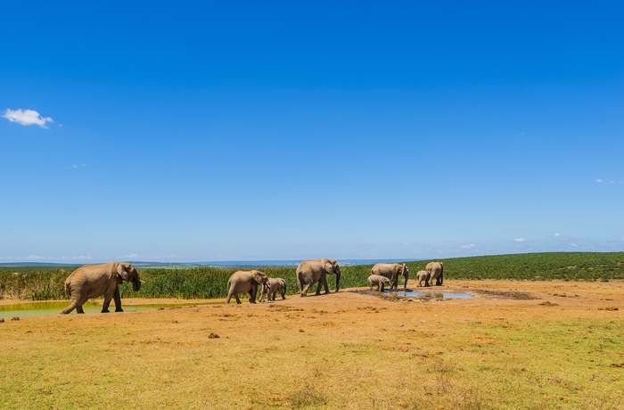 Addo Elephant National Park i Sydafrika