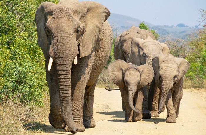 Elefanter i Hluhluwe-Imfolozi Game Reserve i KwaZulu-Natal, Sydafrika