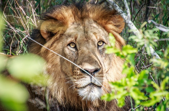 Hanløve i Kruger National Park i Sydafrika