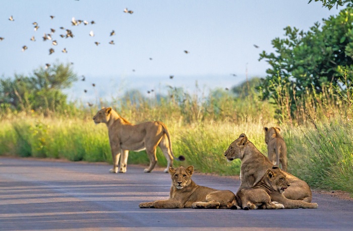 En flok løver på en vej i Kruger nationalpark, Sydafrika