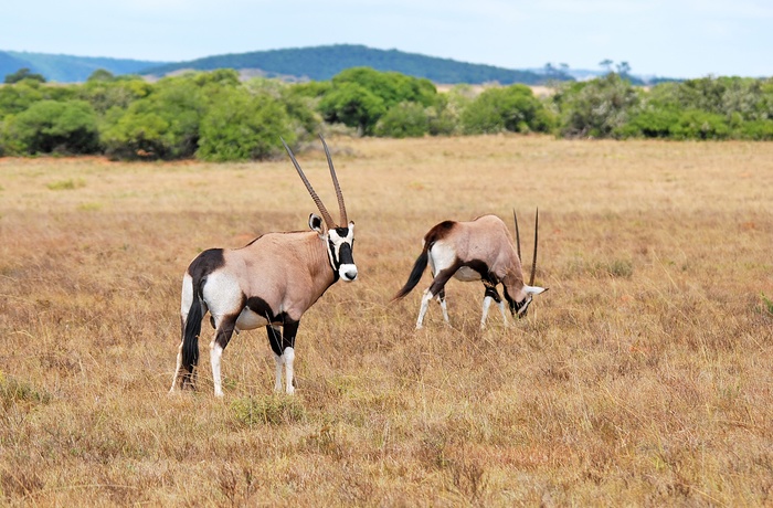 Oryx - stor antilpoe set i Shamwari Private Game Reserve i Sydafrika