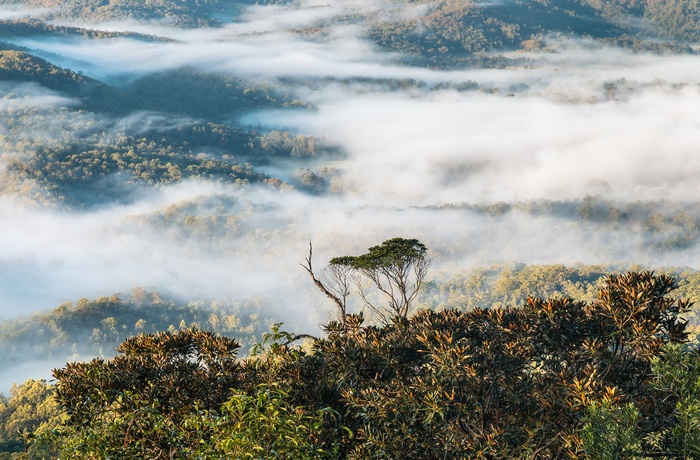 Udsigt over regnskoven i Tamborine National Park i Queensland - Australien