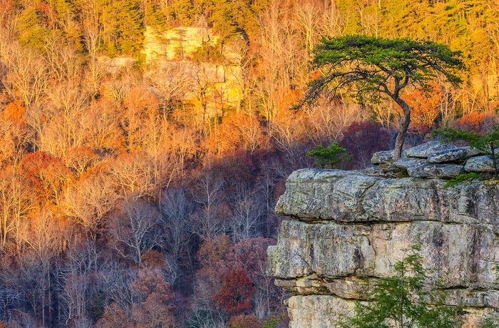 Efterår i Fall Creek Falls State Park - Tennessee