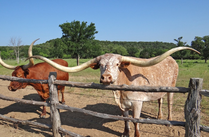 Graham Wildcatter Ranch i Texas - USA