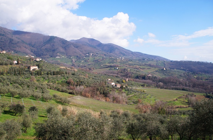 Området omkring vingården, Fattoria Colle Verde i Toscana
