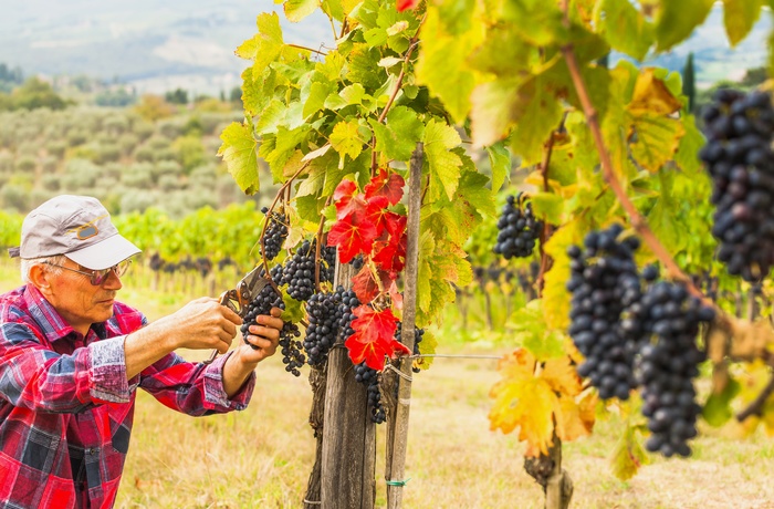 Vinbonde i sin vinmark i Chianti området, Toscana