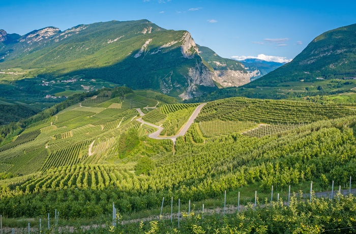 Grønne vinmarker i Trentino-Sydtyrol, Italien