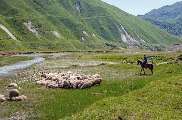 Hyrde passer sine får i Truso-dalen - Georgien