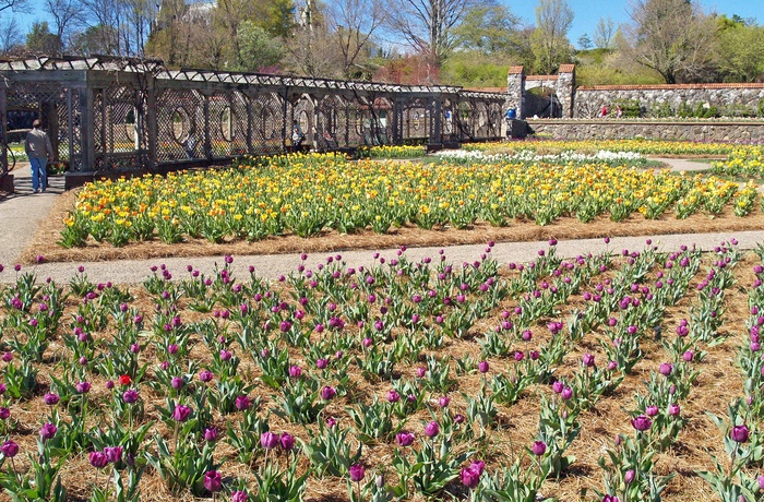 Tulipaner på Biltmore Estate, Asheville, North Carolina - USA