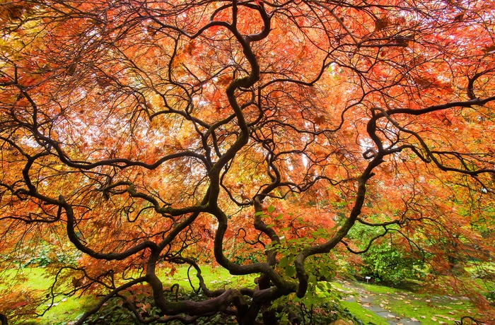 Efterårsfarver i Den Japanske Have i Leverkusen, Tyskland