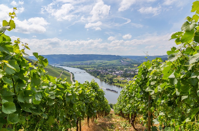 Vinmarker og udsigt til Longuich ved Mosel, Tyskland