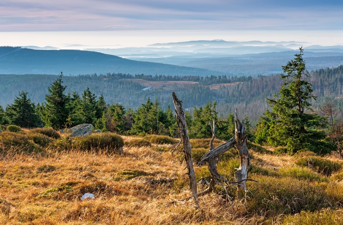 Harzen Nationalpark med skov og bjerge, Tyskland