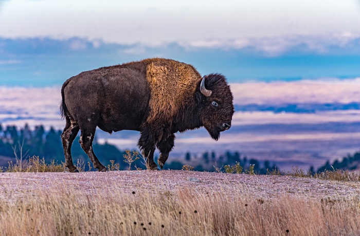 Kæmpe bison i Wind Cave National Park, South Dakota i USA