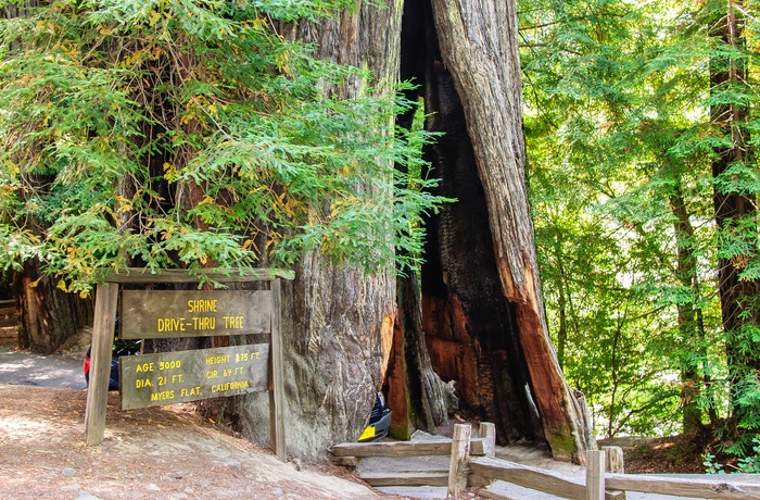 USA Californien Avenue of the Giants