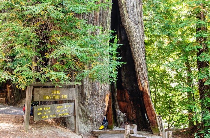 USA Californien Avenue of the Giants