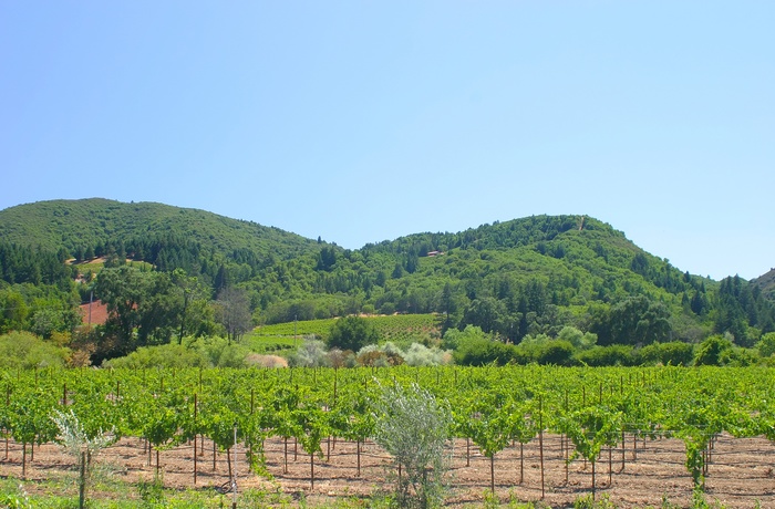 USA Californien Sonoma Russian River Valley