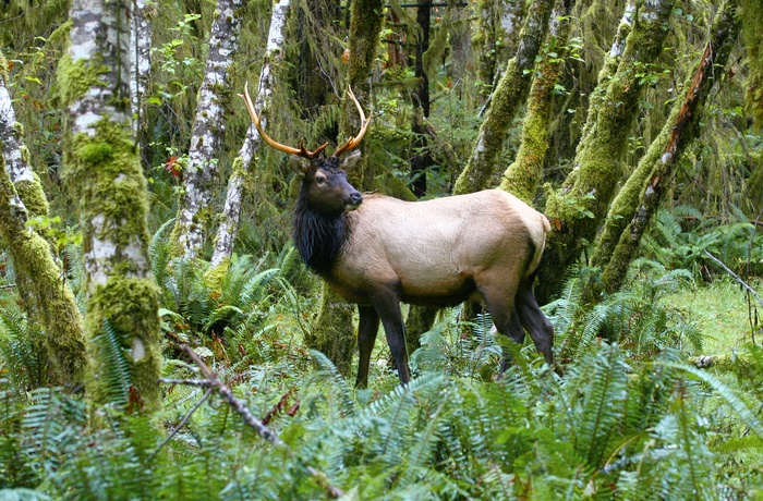 USA Oregon Hoh Rain Forest