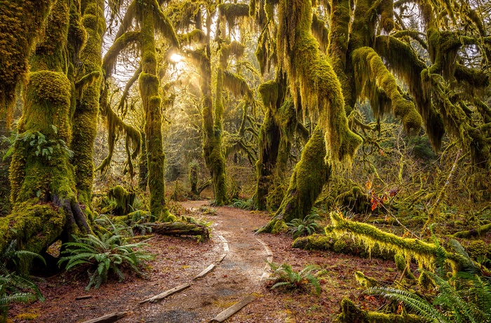 USA Oregon Hoh Rain Forest