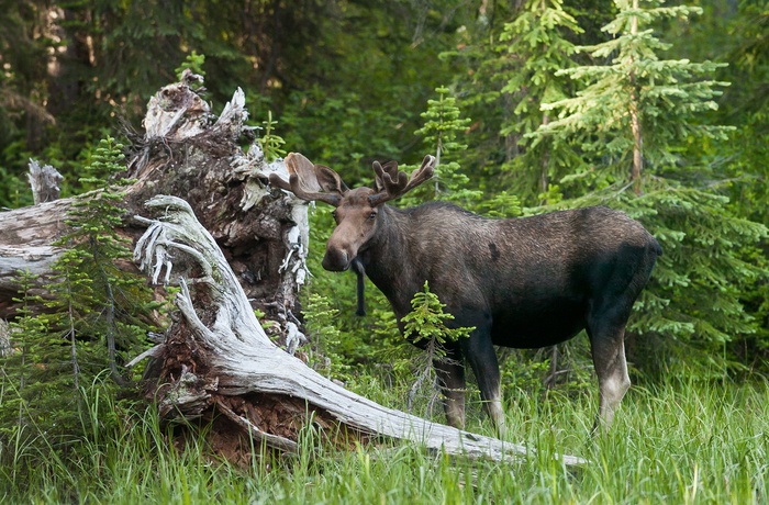 Ung elgtyr (Alces alces) ved et vådområde i Kootenay Pass, British Columbia, Canada