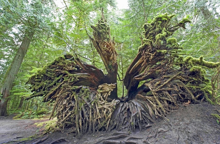 Væltet Douglasgran i MacMillan Provincial Park / Cathedral Grove på Vancouver Island