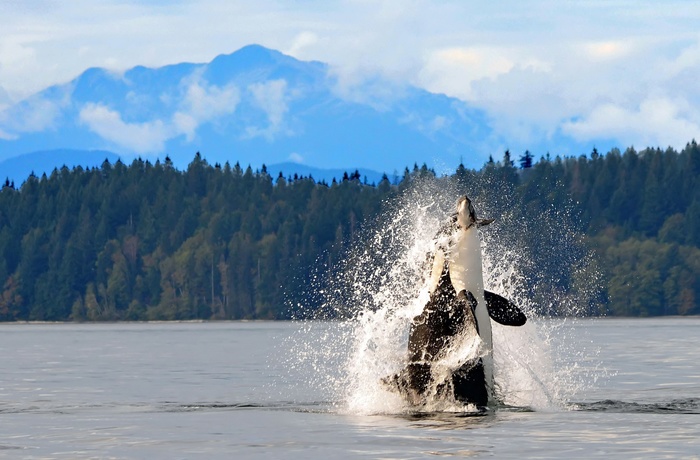 Hvalsafari ved Vancouver Island - Canada