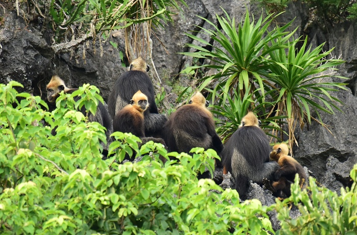 Langur aber på Cat Ba Island og nationalpark i Halong Bay, Vietnam