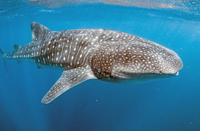 Hvalhaj ved Ningaloo Reef nær Coral Bay - WA