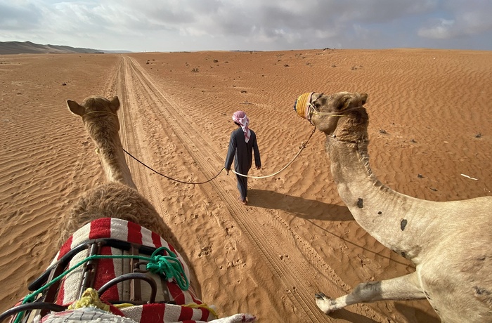 Beduin trækker kameler gennem Wahiba Sands - ørken i Oman