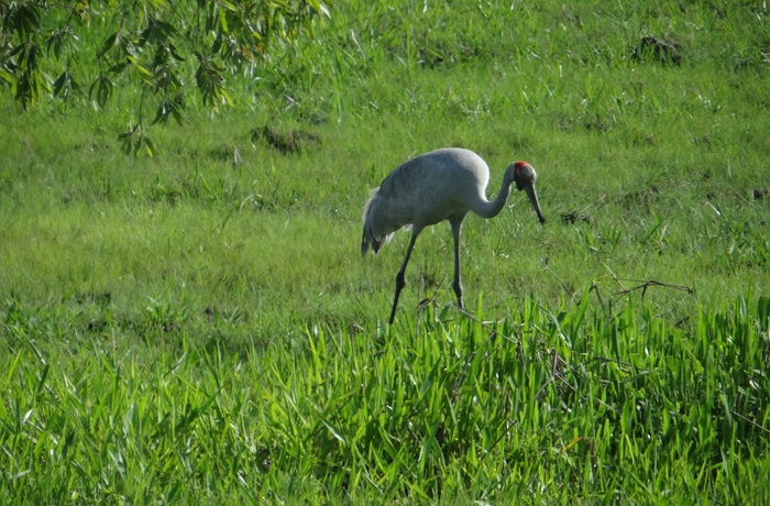 Brolga i Yellow Waters, Kakadu National Park, Northern Territory