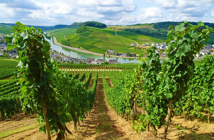 eurohike-wanderreise-mosel-eifelsteigweinreben-und-moselblick-nittel_0.jpg