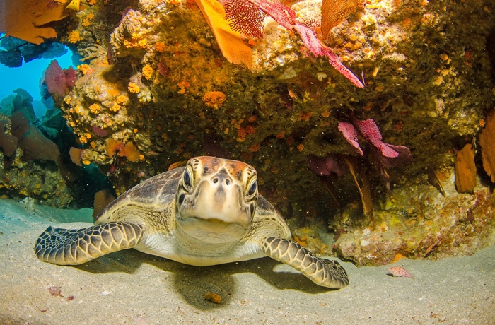 Skildpadde ved Great Barrier Reef - Queensland