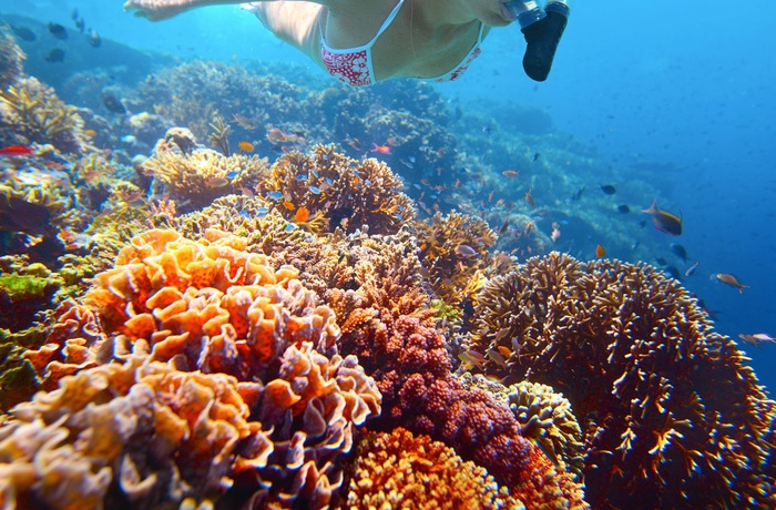 Snorkling ved Great Barrier Reef i Australien