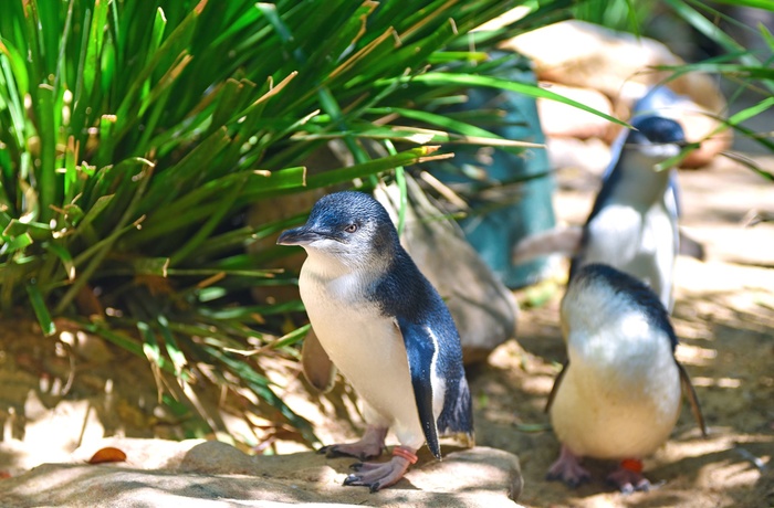Pingviner på Phillip Island i Victoria, Australien