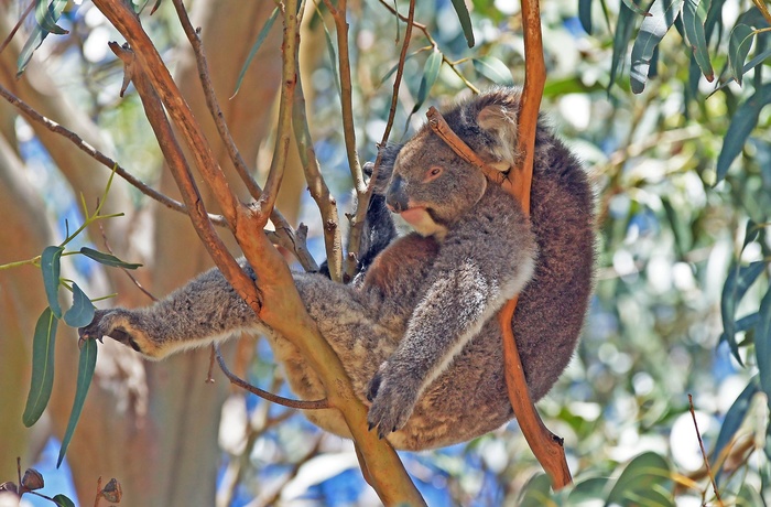 Koala på Kangaroo Island - South Australia