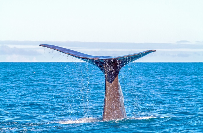 Hval set på bådudflugt fra Kaikoura