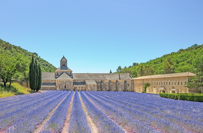 Lilla lavendelmarker i Provence, Frankrig